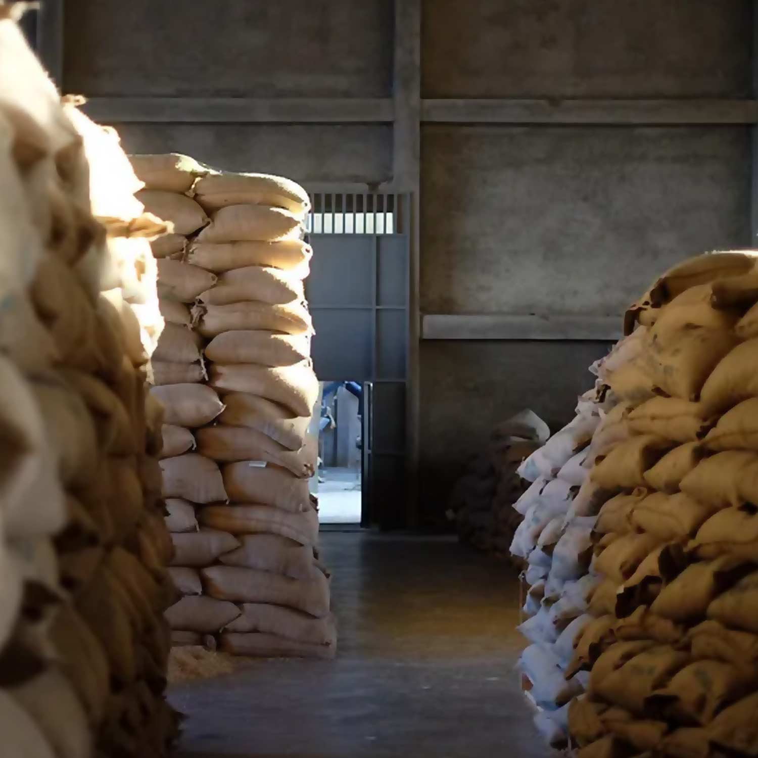 Ethiopia Muri Kercha Guji Farm 1