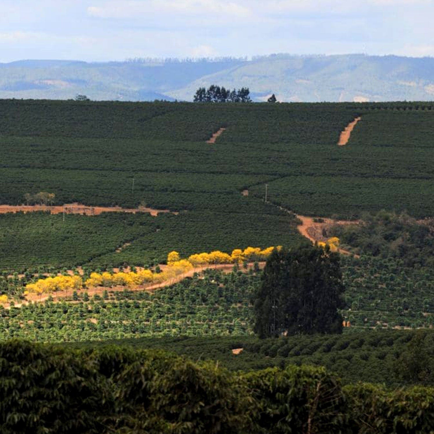 Brazil Fazenda Primavera - Nightjar Coffee Roasters