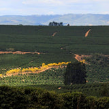 Brazil Fazenda Primavera - Nightjar Coffee Roasters