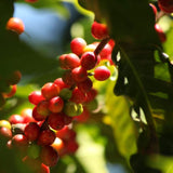Brazil Fazenda Primavera - Nightjar Coffee Roasters