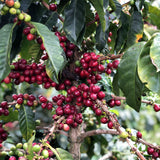 Colombia Miraflores