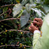 Colombia Miraflores