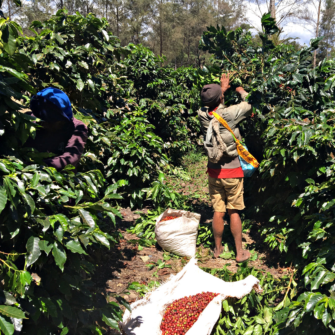 Papua New Guinea - Sigri Natural