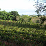 Costa Rica - Hacienda Sonora