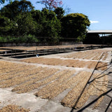 Costa Rica - Hacienda Sonora