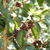 El Salvador - Santa Matilde